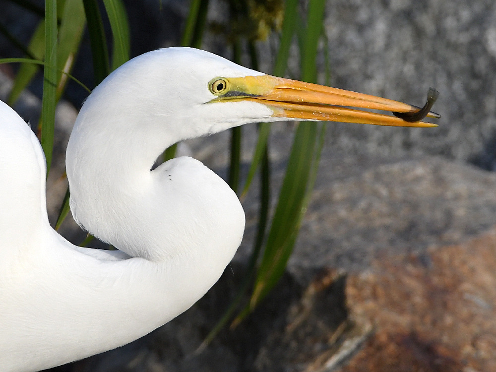 Egret4.jpg