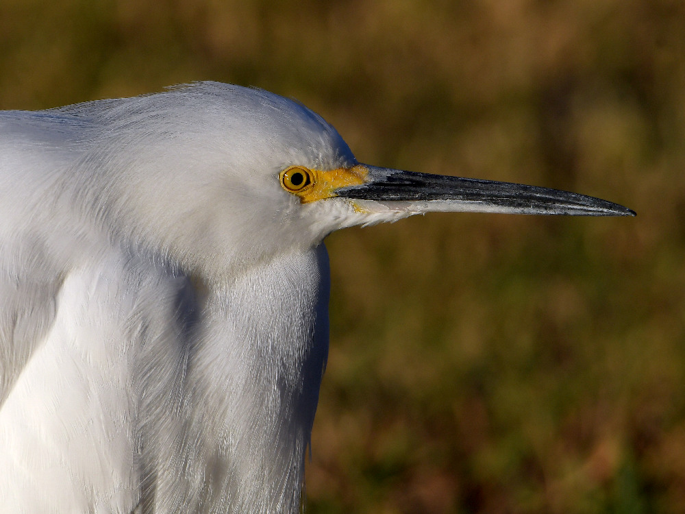 Egret4.jpg