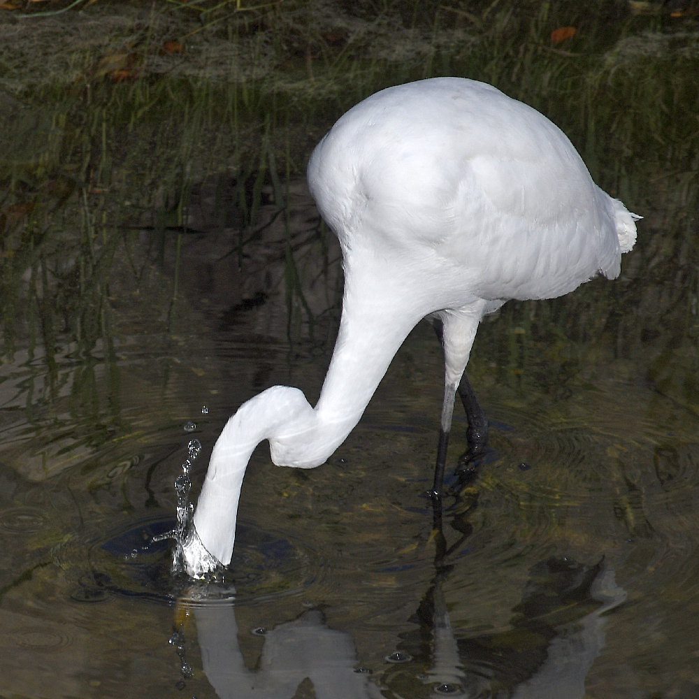 Egret4.jpg