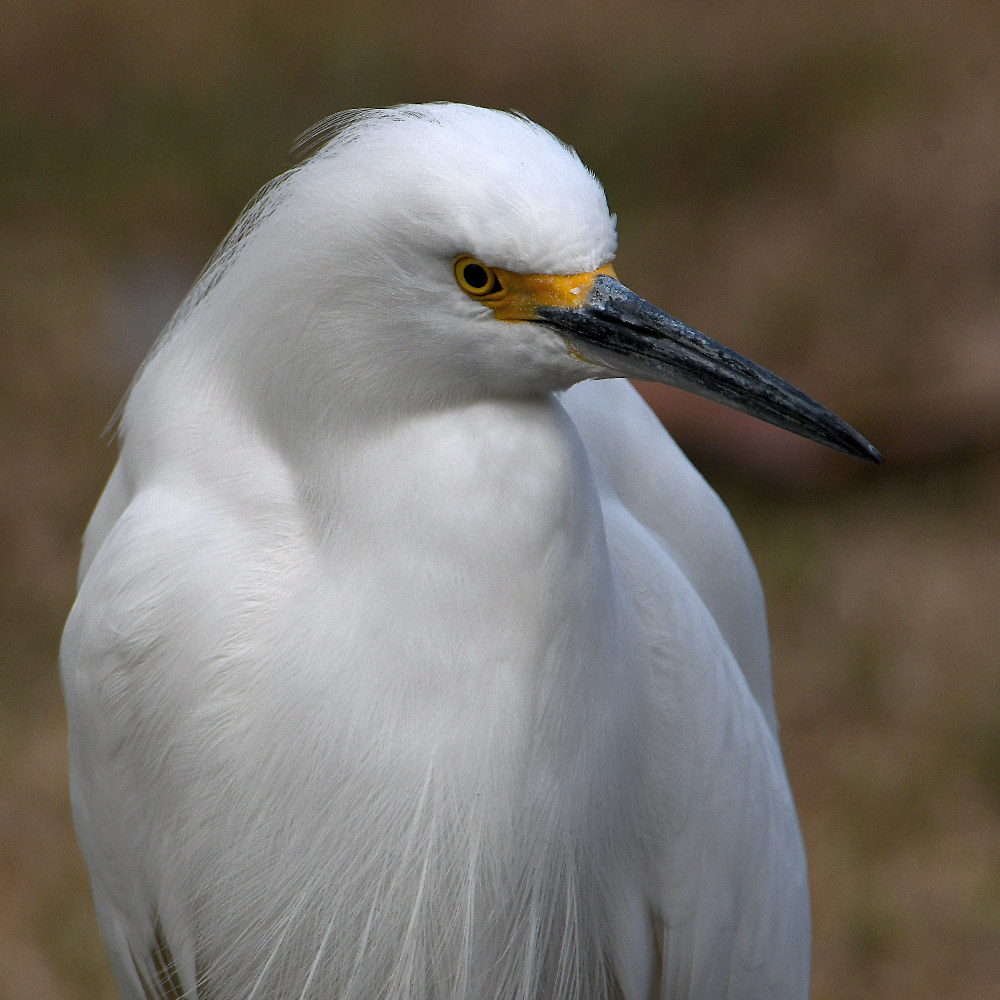 Egret4.jpg