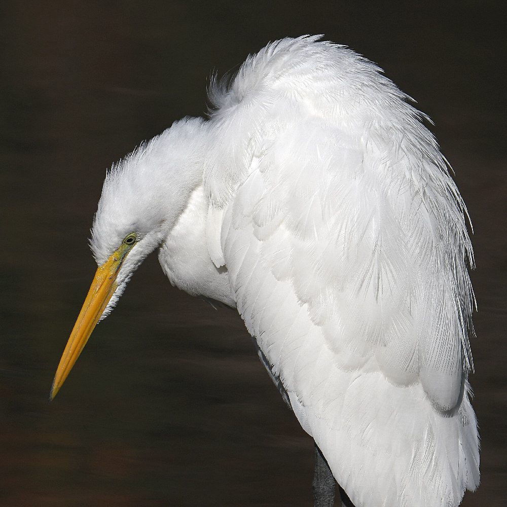 Egret4.jpg