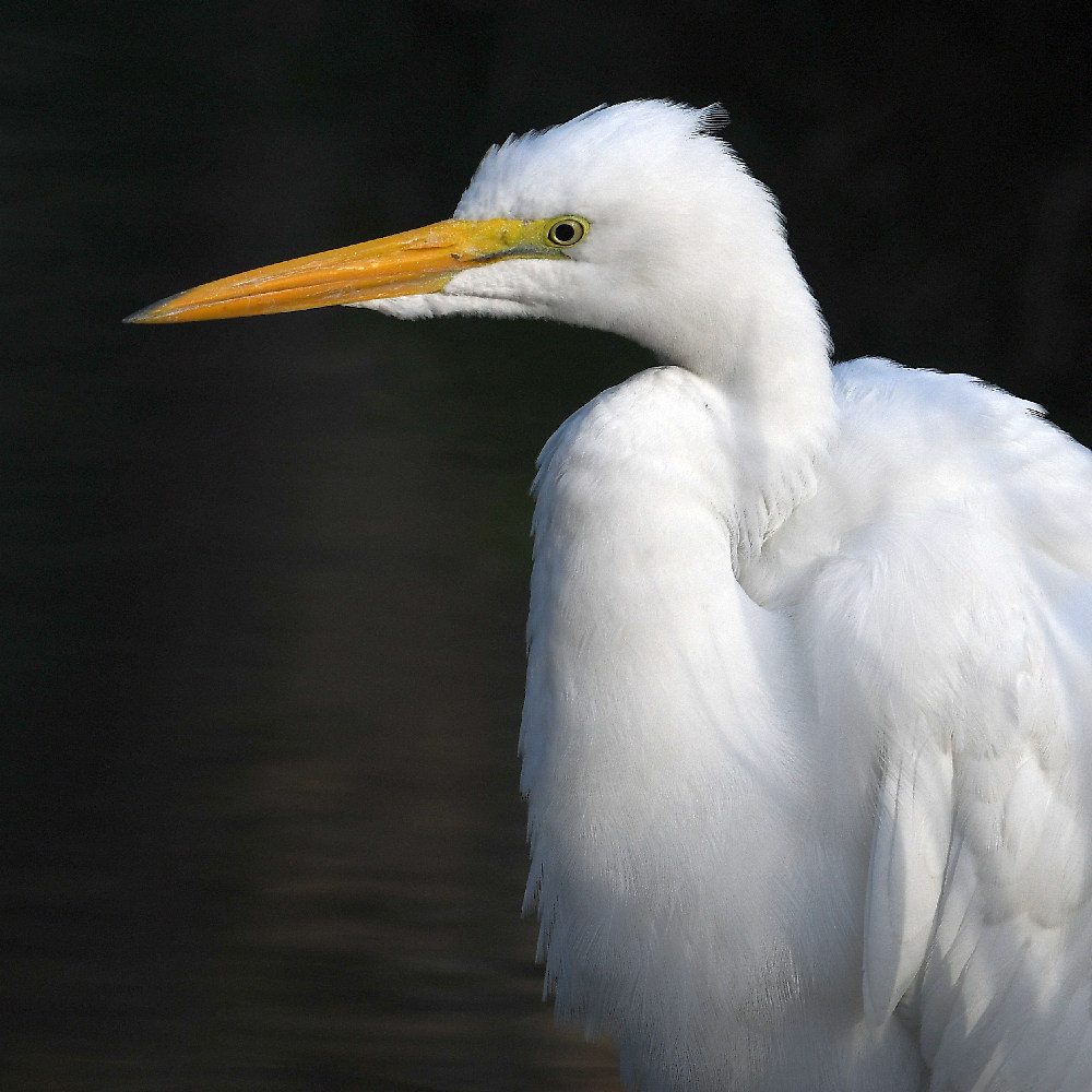 Egret4.jpg