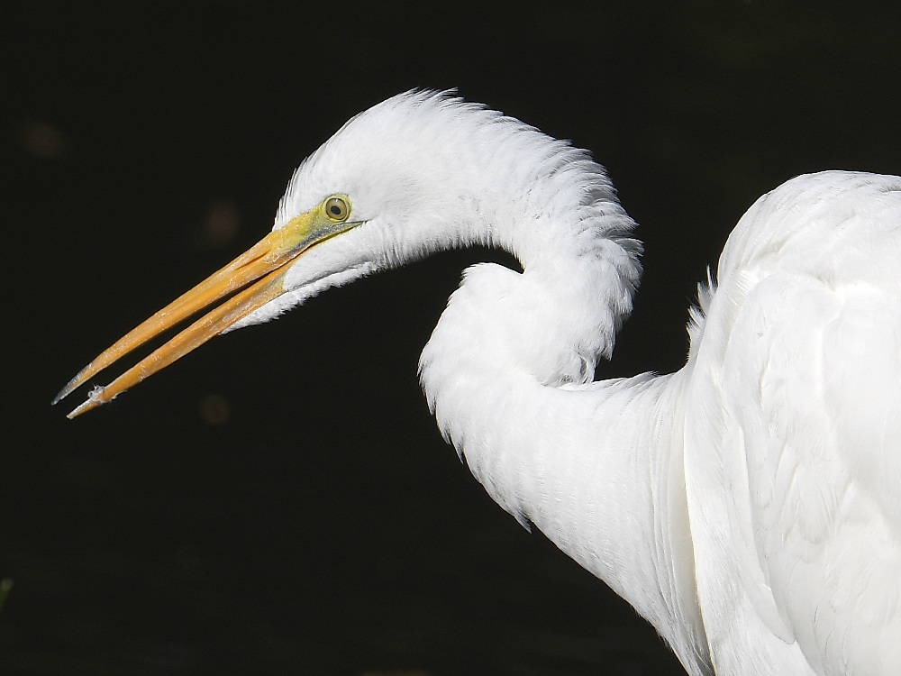Egret4.jpg