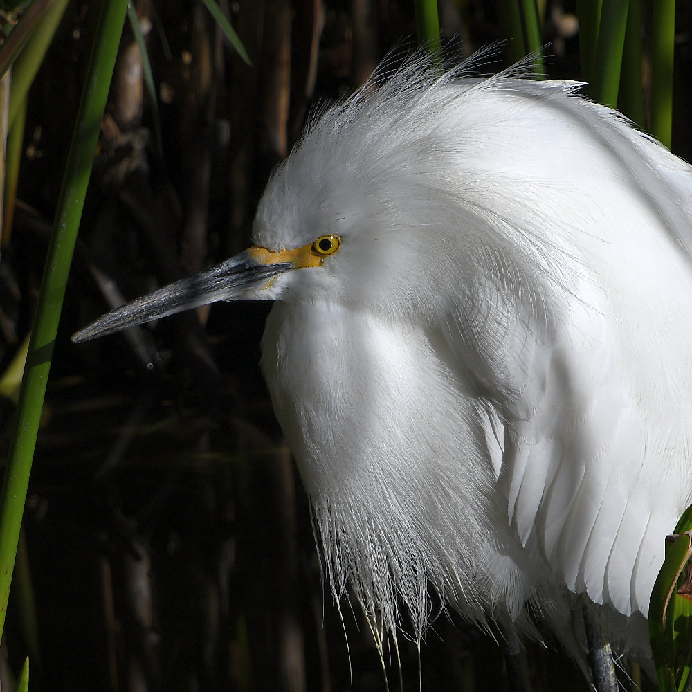 Egret4.jpg