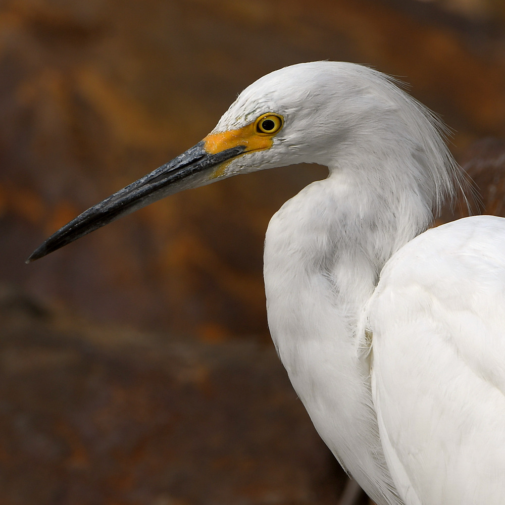 Egret4.jpg