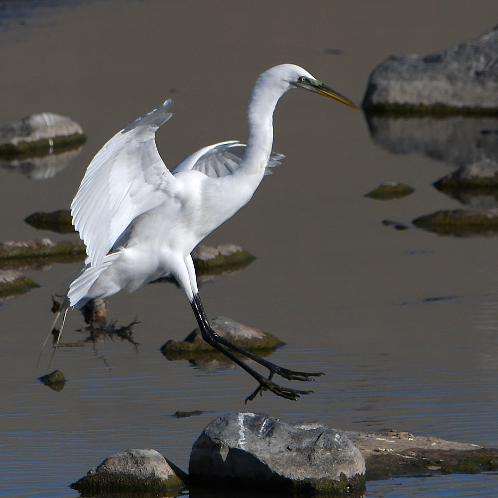 Egret4.jpg