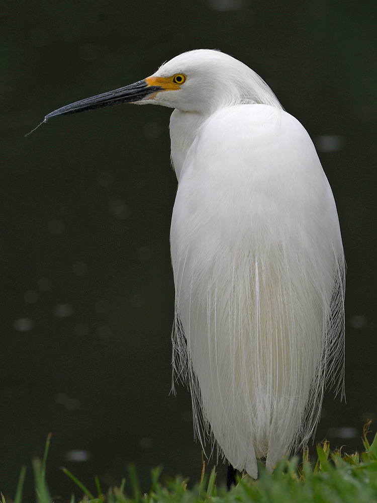 Egret4.jpg