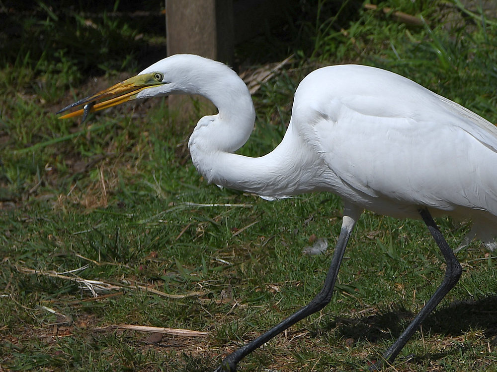 Egret4.jpg