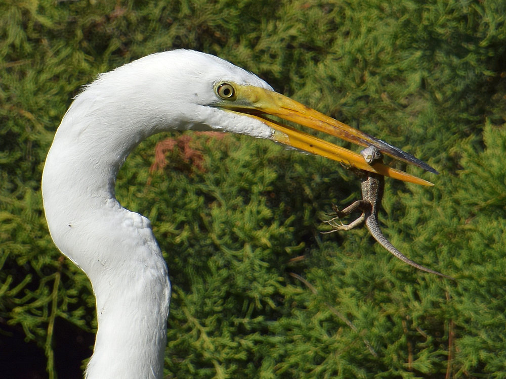 Egret4.jpg