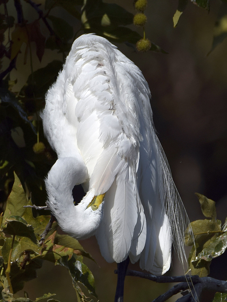 Egret4.jpg