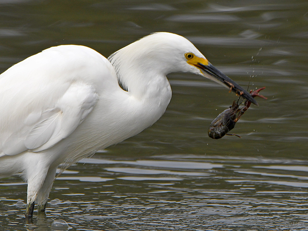 Egret4.jpg
