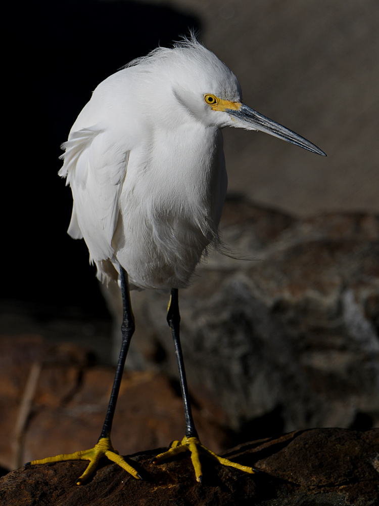 Egret4.jpg