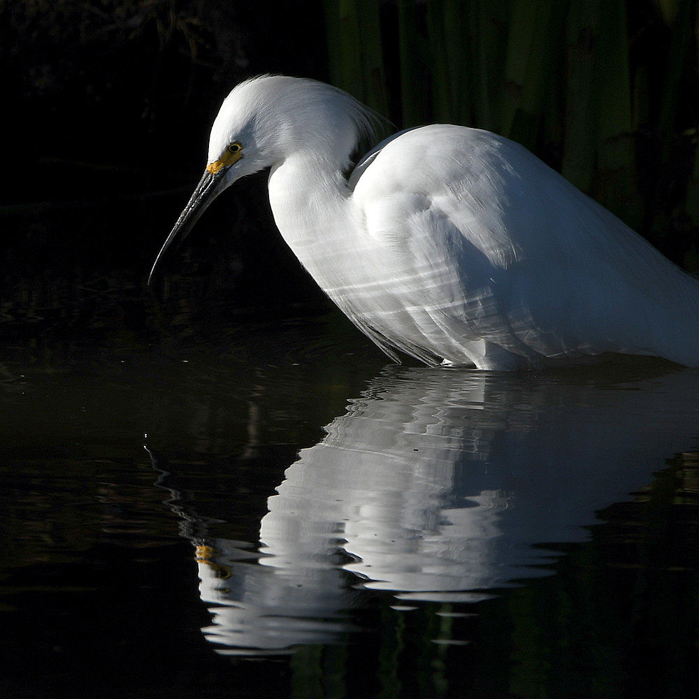 Egret4.jpg