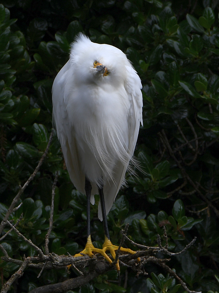 Egret4.JPG