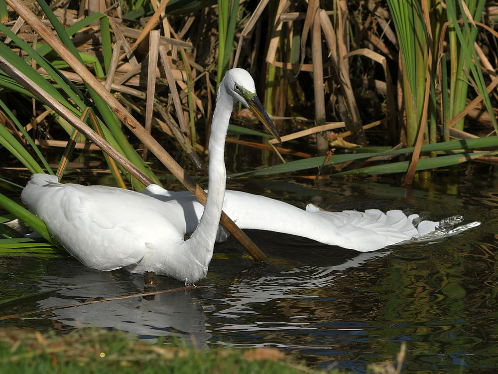 Egret4.jpg