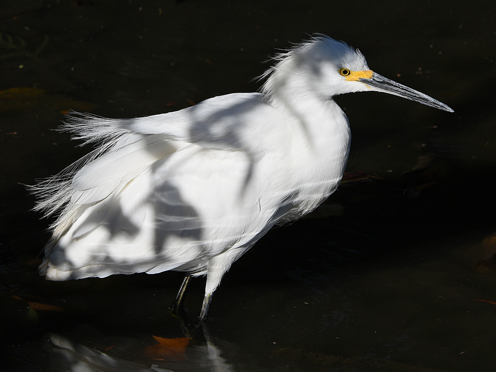 Egret4.jpg