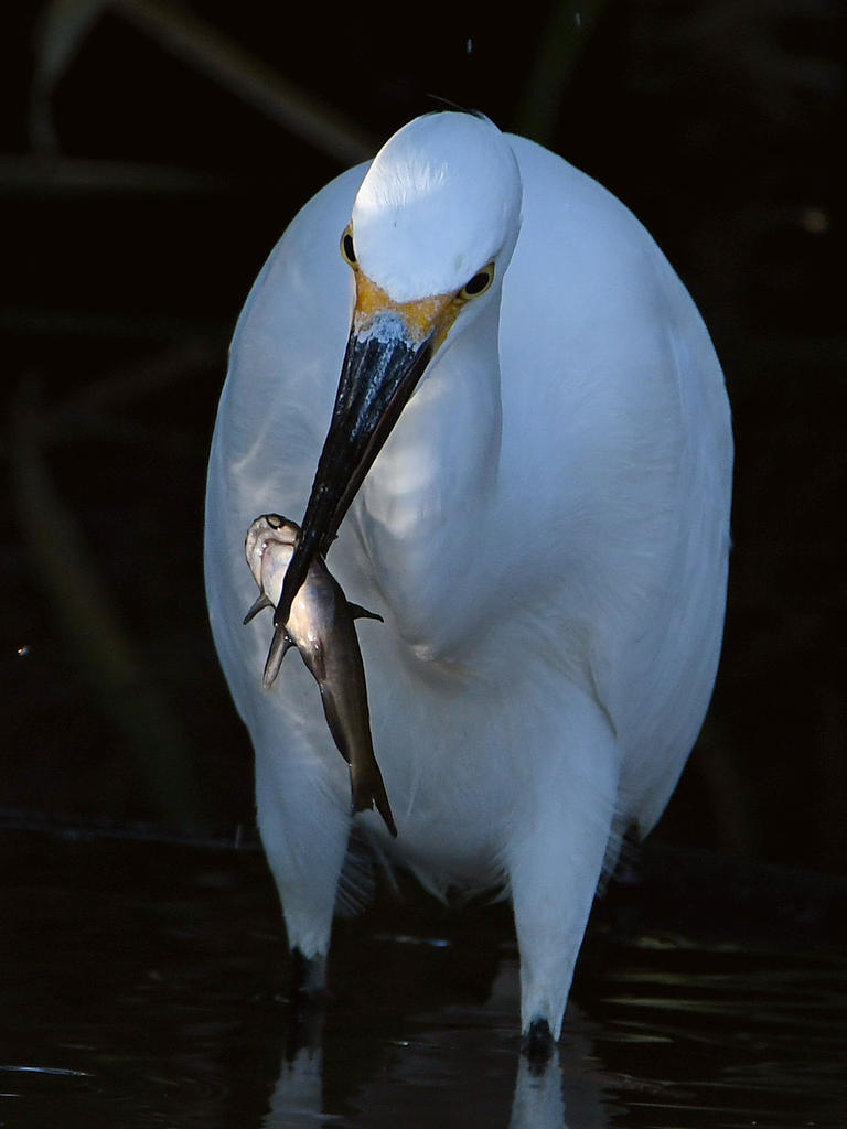 Egret4.jpg