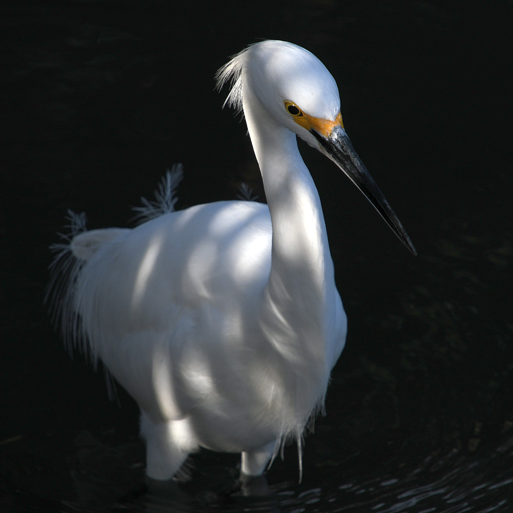 Egret4.jpg