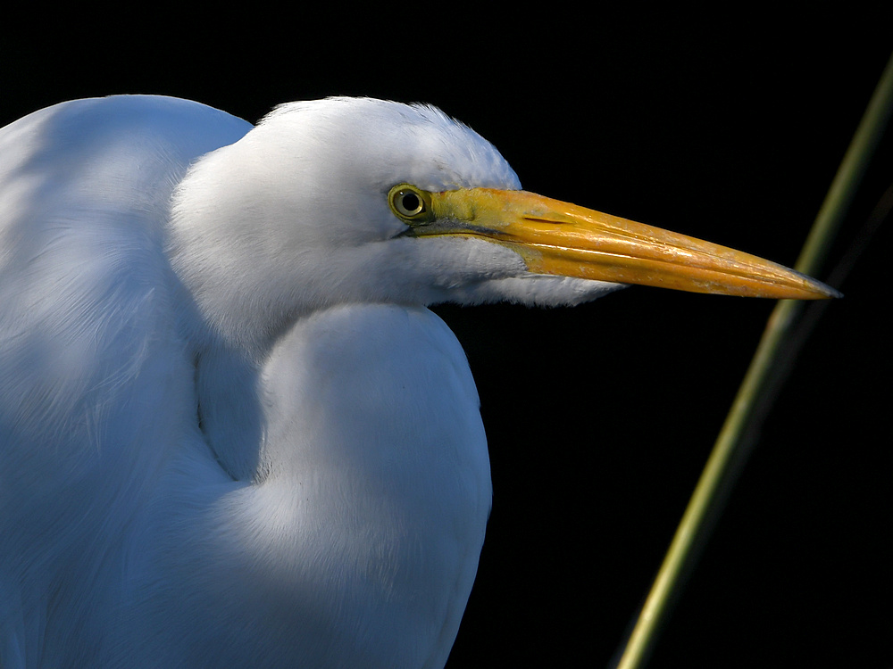 Egret4.jpg