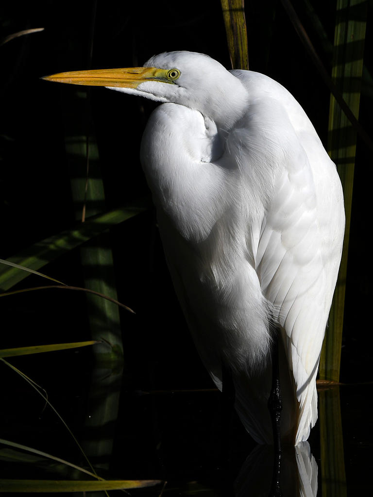 Egret4.jpg