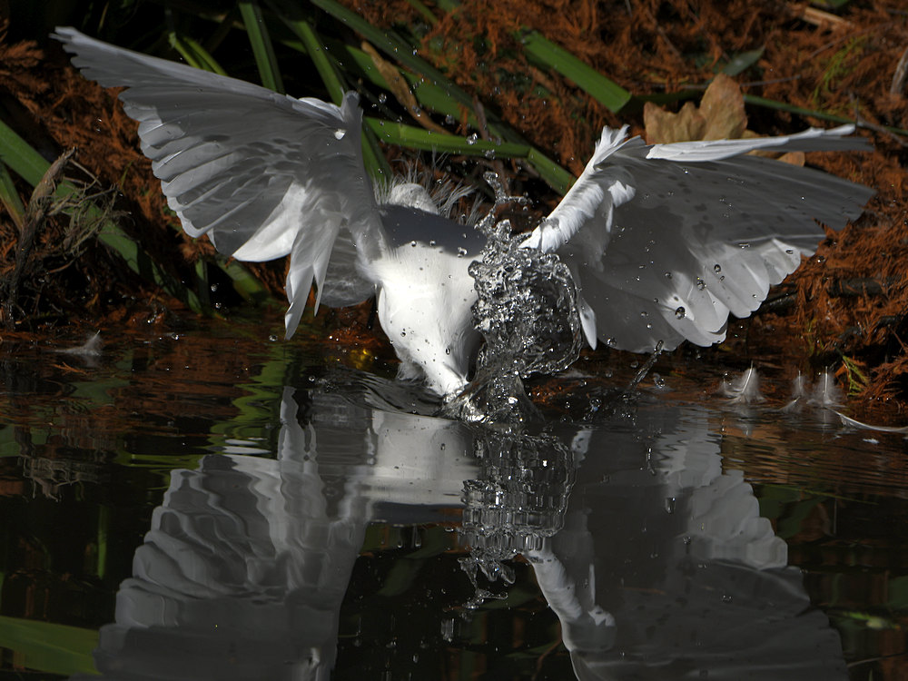 Egret4.jpg