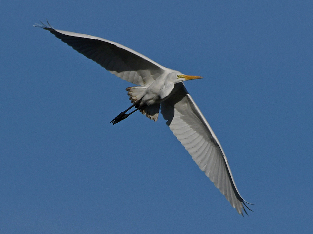 Egret4.jpg