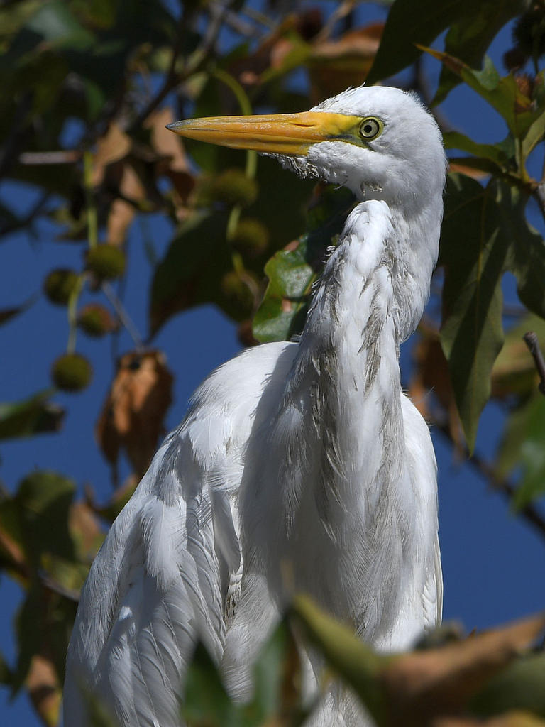 Egret4.jpg
