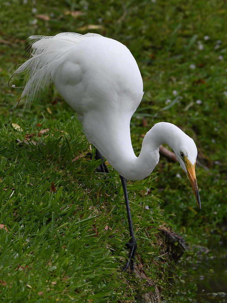 Egret4.jpg