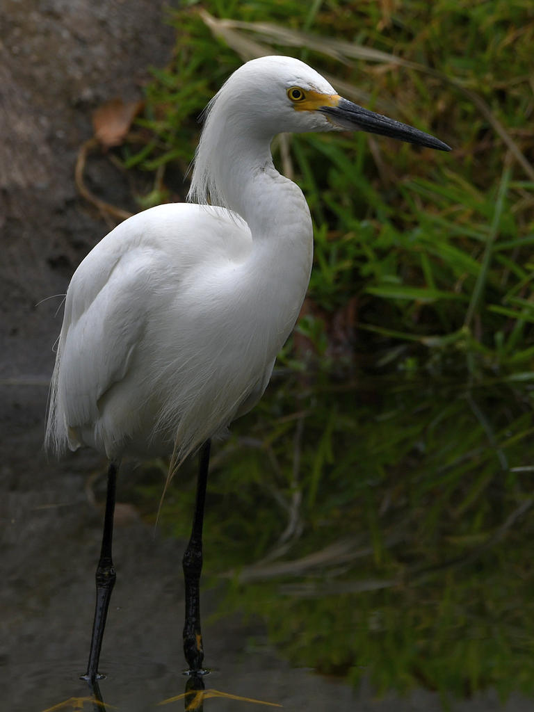 Egret4.jpg