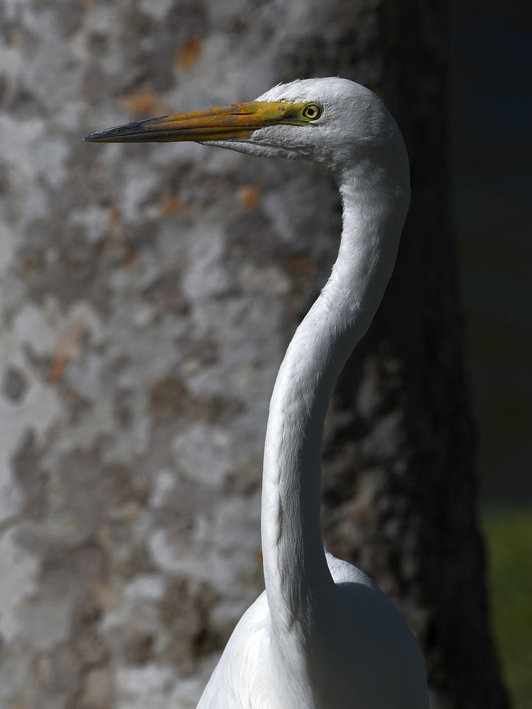 Egret4.jpg