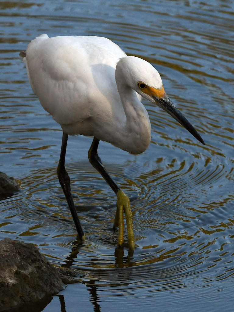 Egret4.jpg