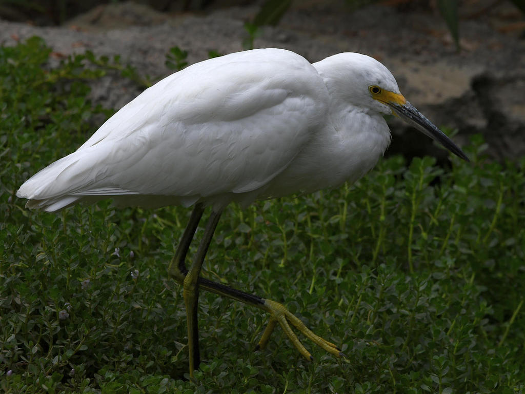 Egret4.jpg