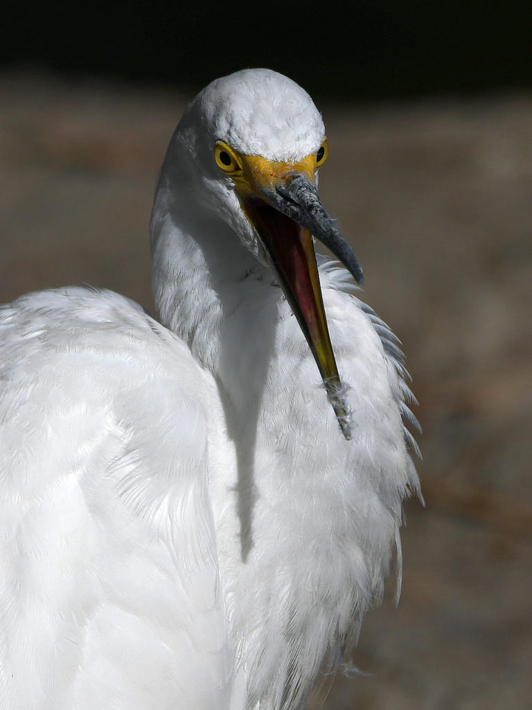 Egret4.jpg