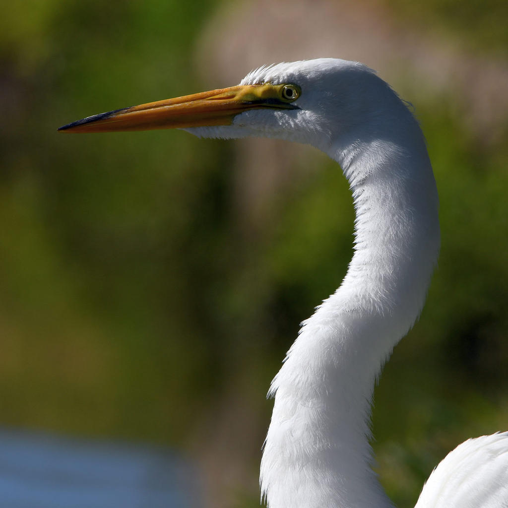 Egret4.jpg
