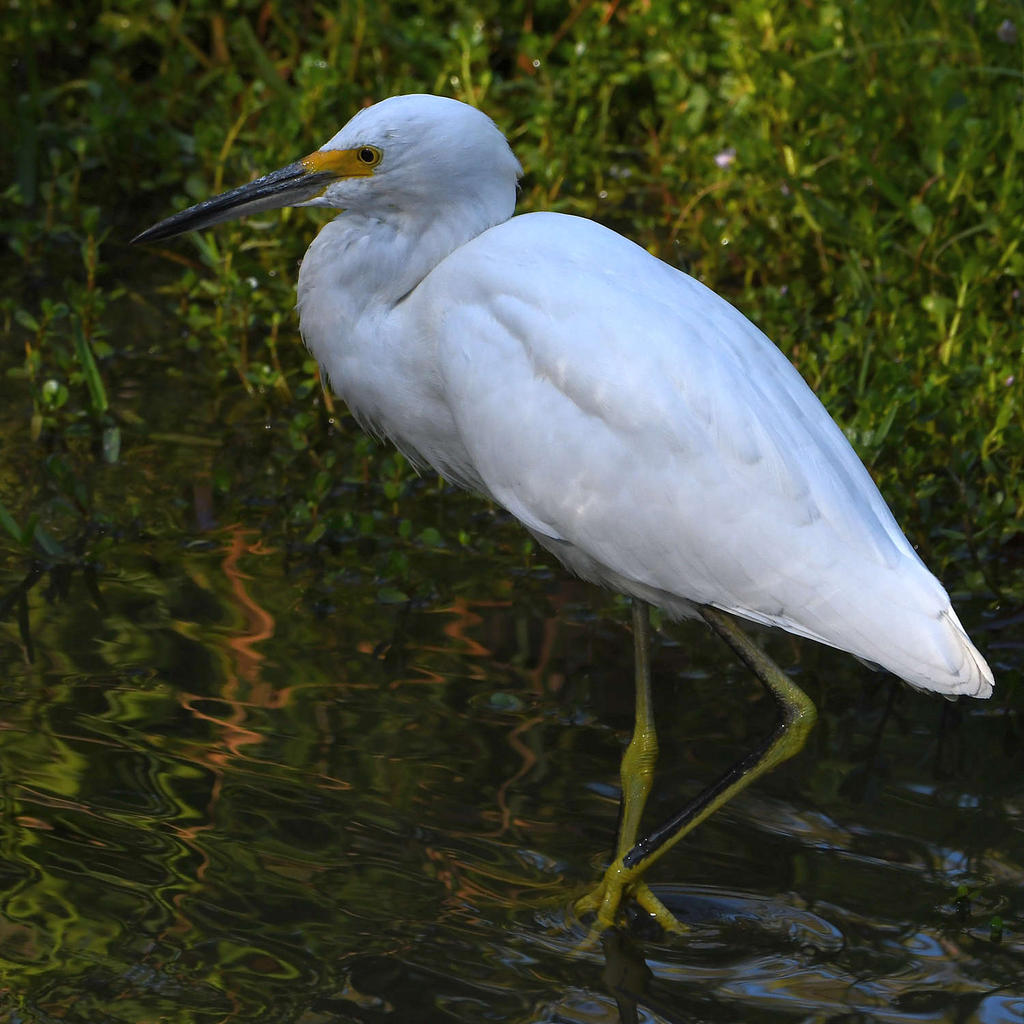 Egret4.jpg