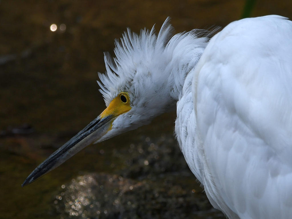 Egret4.jpg