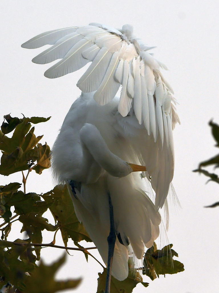 Egret4.jpg