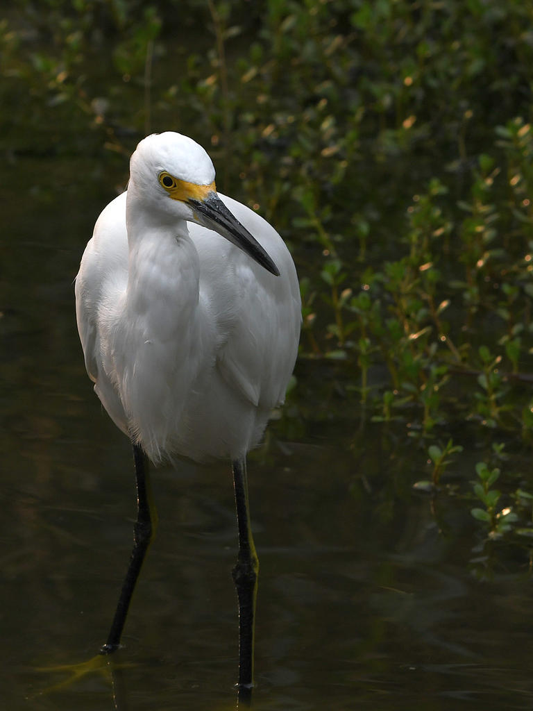 Egret4.jpg