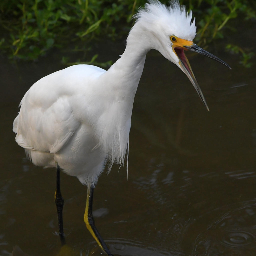 Egret4.jpg