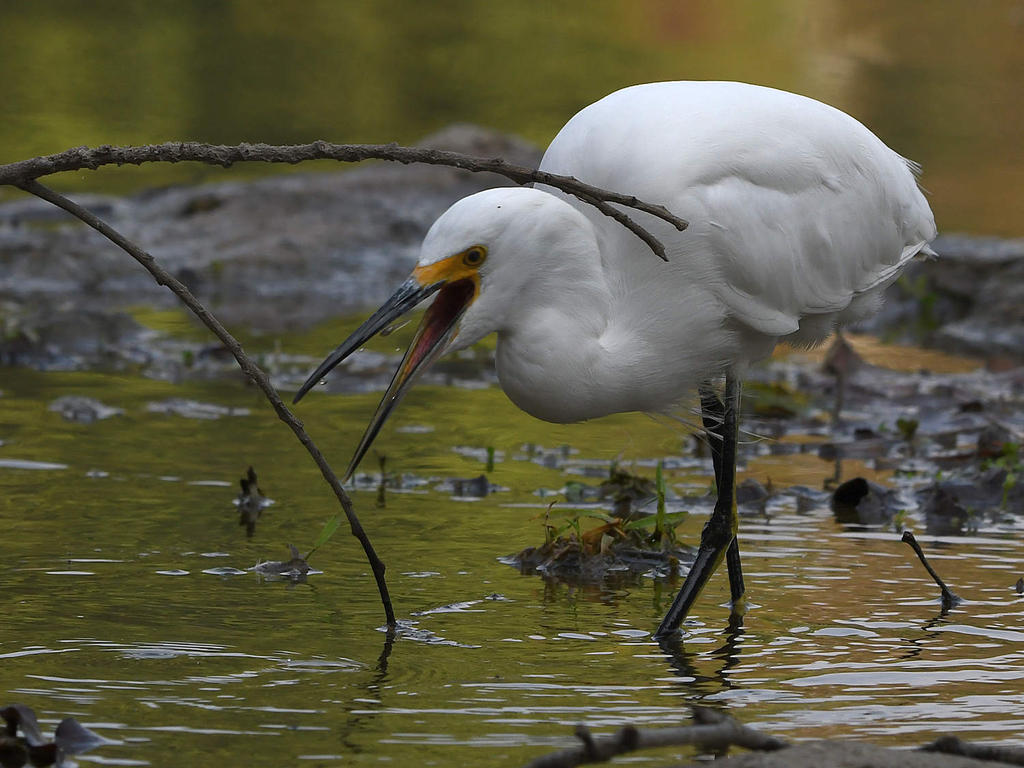 Egret4.jpg