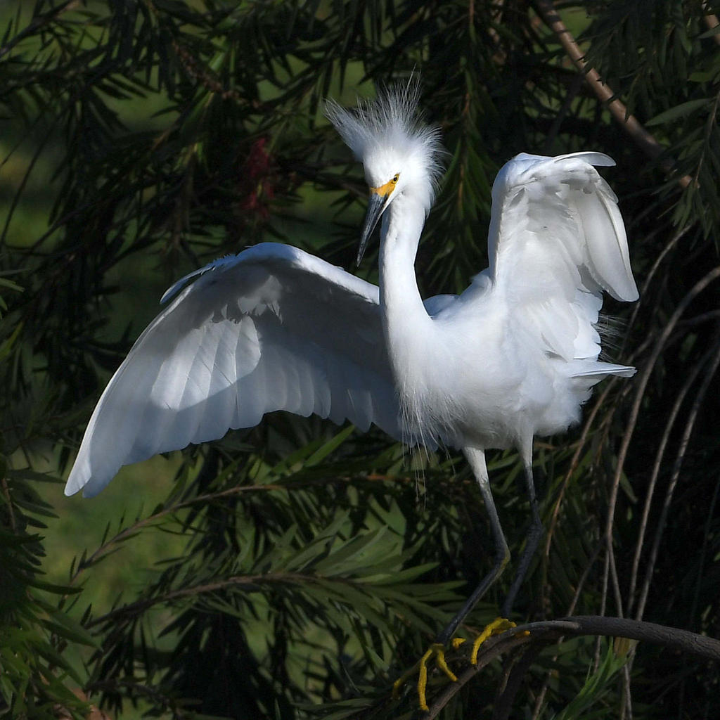 Egret4.jpg