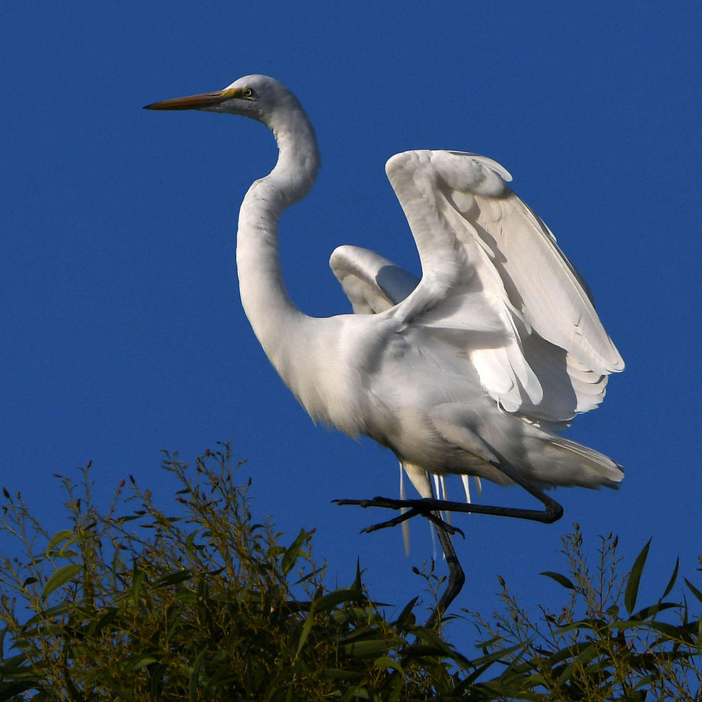 Egret4.jpg