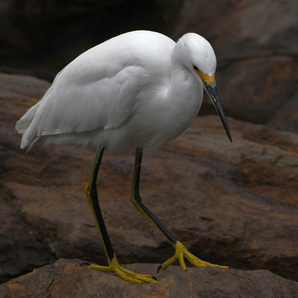 Egret4.jpg