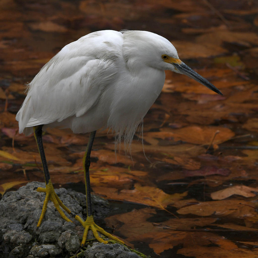 Egret4.jpg