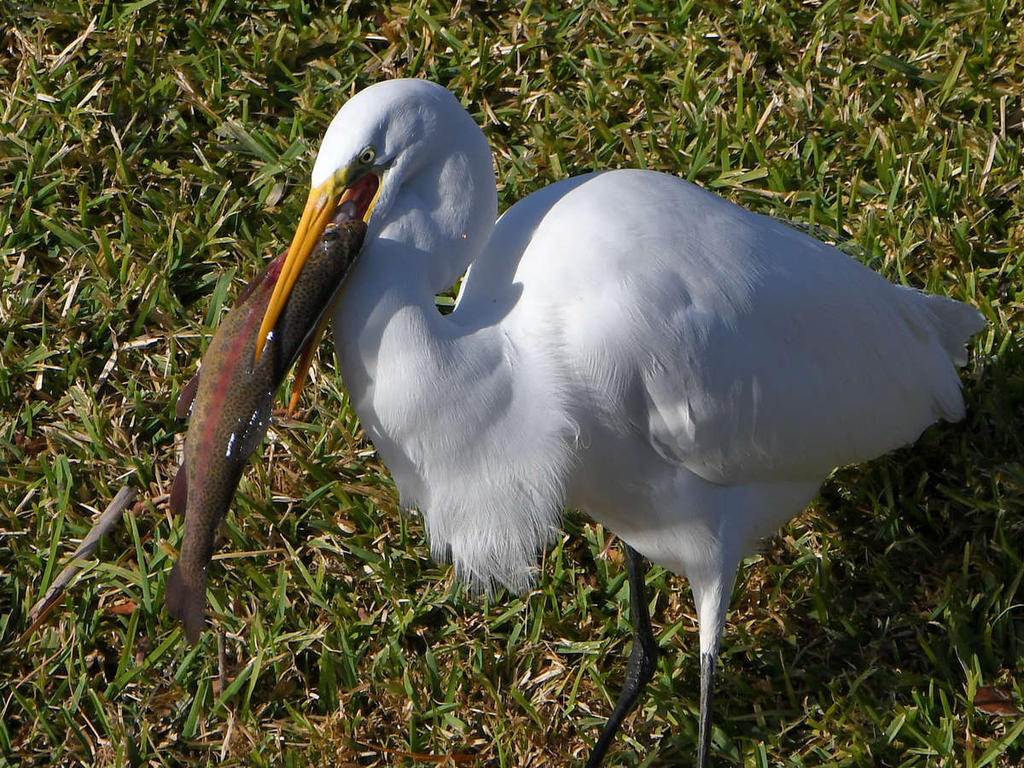 Egret4.jpg