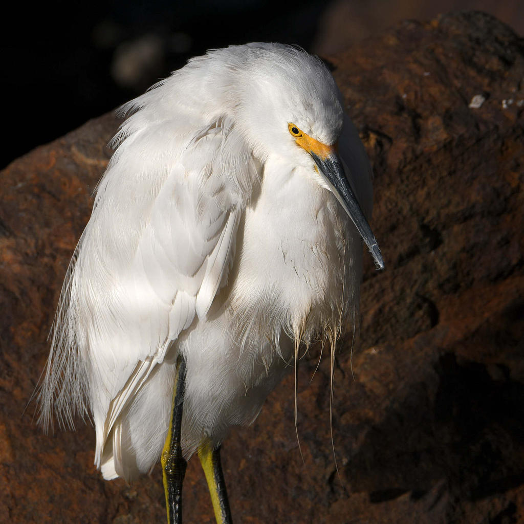 Egret4.jpg