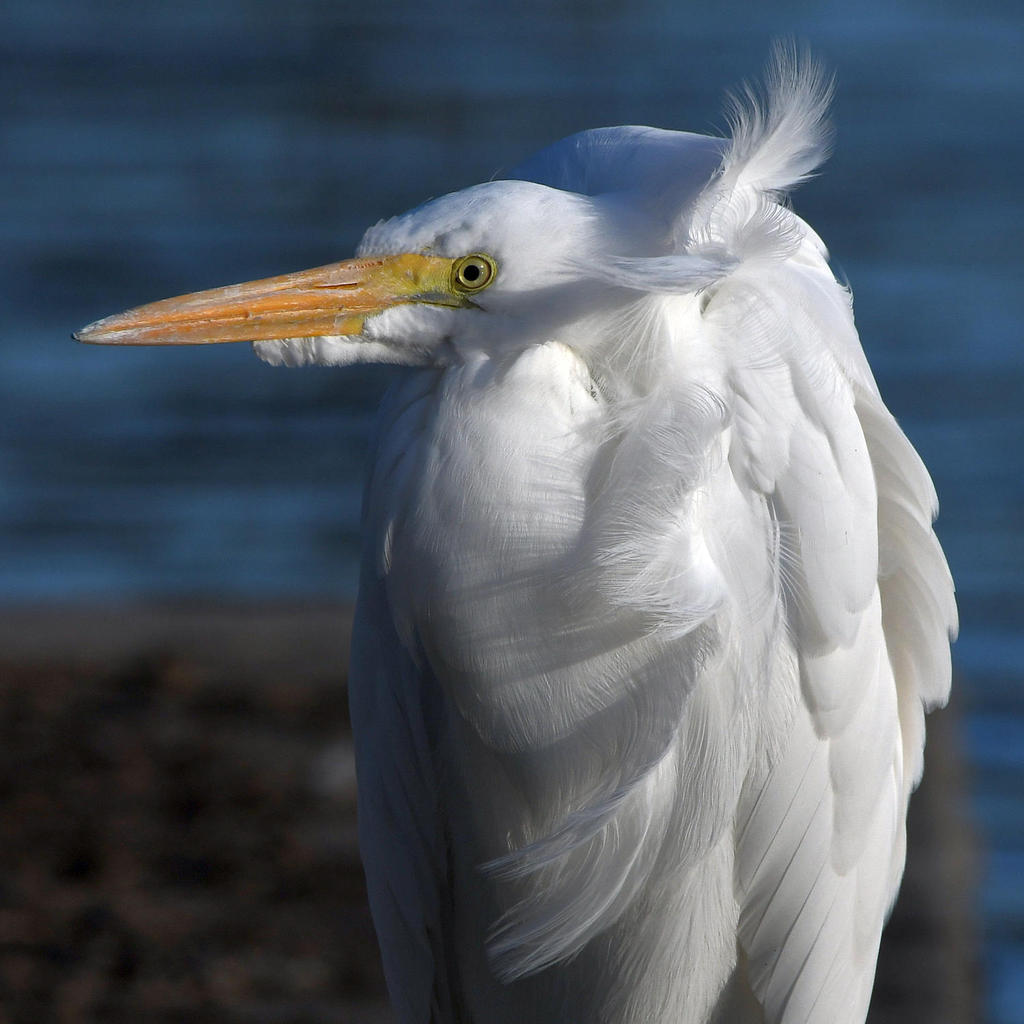 Egret4.jpg