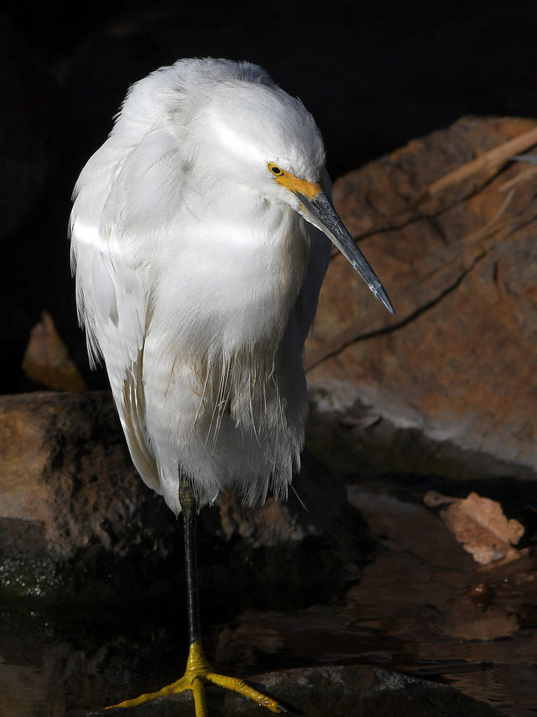 Egret4.jpg