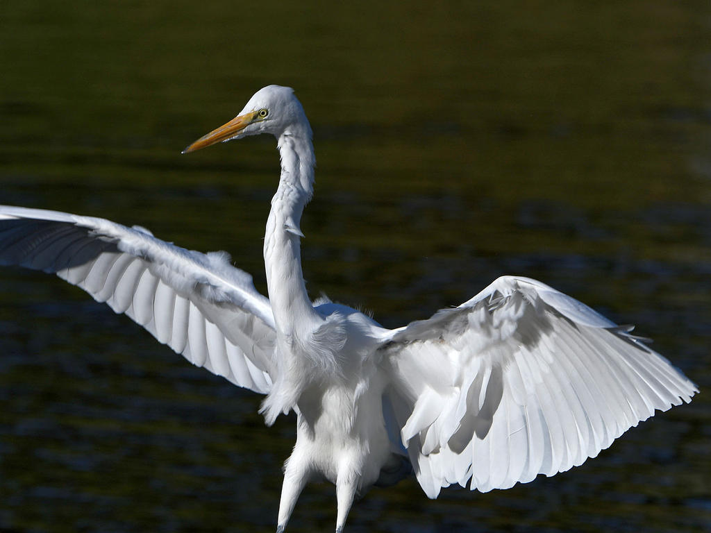Egret4.jpg