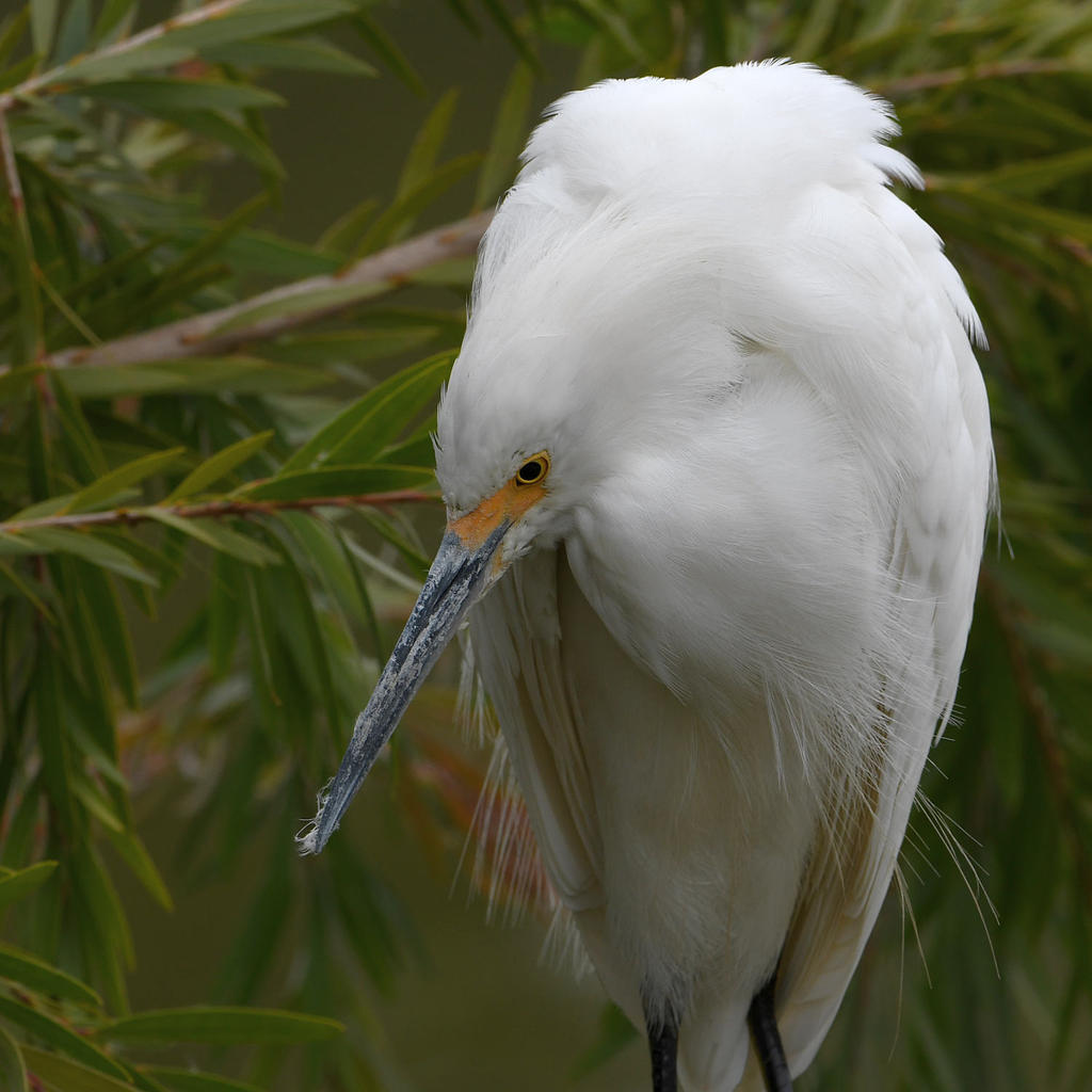 Egret4.jpg